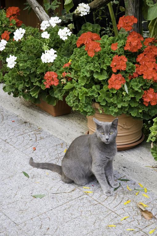 Casa Giordano Villa Tramonti Bagian luar foto